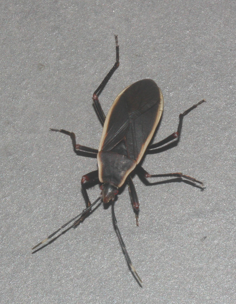 Iphita