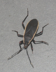 Iphita limbata