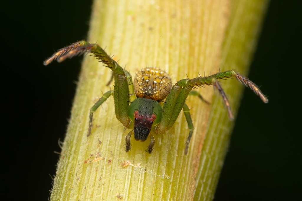Diaea carangali