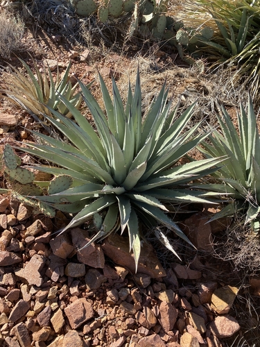 Agave gracilipes