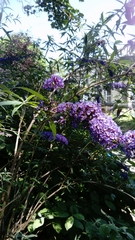 Buddleja davidii