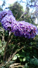 Buddleja davidii