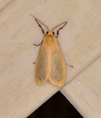 Symmetrodes sciocosma