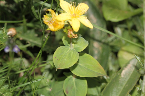 Image of Alpine St John's-Wort (Hypericum richeri) by (c) Samuel GUIRAUDOU, some rights reserved (CC BY)