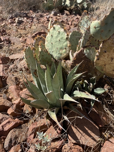 Agave gracilipes