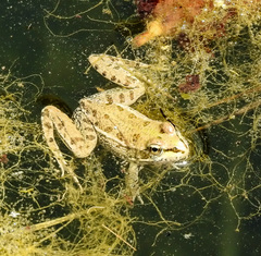 Pelophylax perezi