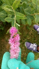 Pyropteron chrysidiforme