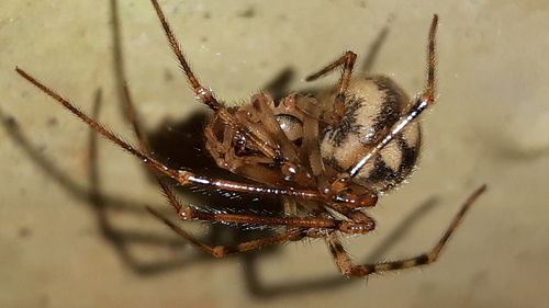 Cave spider, Leeuwarden, Nederland, photo 10 of 10