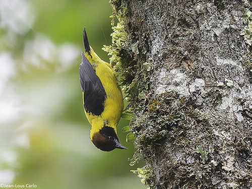 Brown-capped Weaver