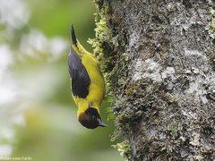 Brown-Capped Weaver photo 2