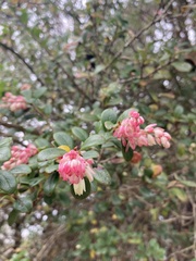 Vaccinium retusum
