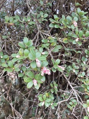 Vaccinium retusum, photograph John Kenrick Gibson, CC0, iNaturalist via GBIF