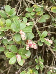 Vaccinium retusum, photograph John Kenrick Gibson, CC0, iNaturalist via GBIF