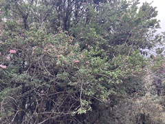 Vaccinium retusum, photograph John Kenrick Gibson, CC0, iNaturalist via GBIF