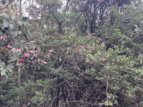 Vaccinium retusum, photograph 4