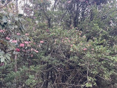 Vaccinium retusum, photograph John Kenrick Gibson, CC0, iNaturalist via GBIF