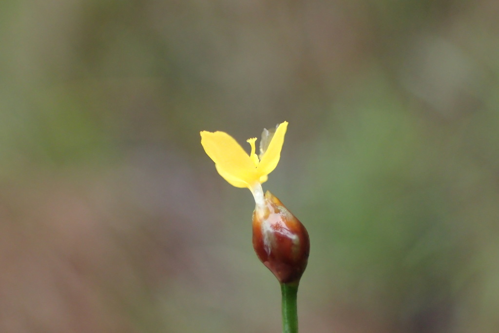 Curtiss's yellow-eyed grass