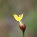 Curtiss's Yellow-eyed Grass - Photo (c) Andy Newman, some rights reserved (CC BY-NC), uploaded by Andy Newman