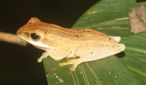 Chirixalus doriae