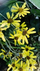 Brachyglottis × jubar