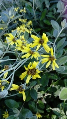 Brachyglottis × jubar
