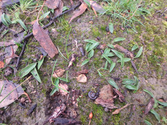 Glossodia major