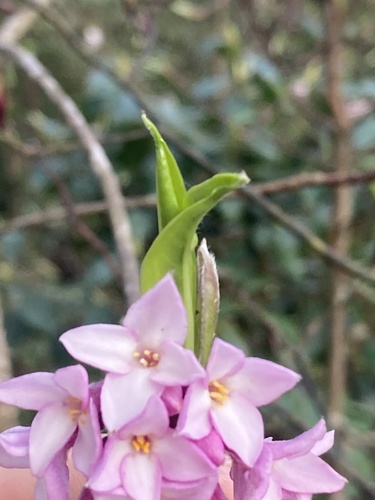Image of Daphne bholua by no rights reserved