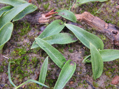 Glossodia major