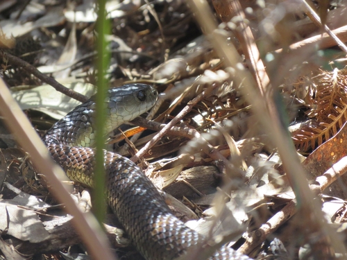 Tiger Snake sighting