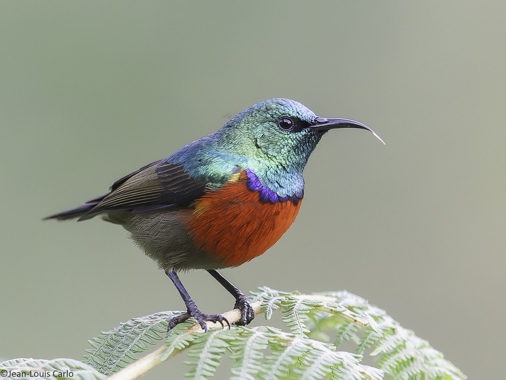 Northern Double-collared Sunbird