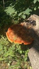 Pycnoporellus