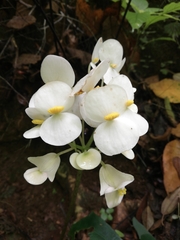 Begonia philodendroides