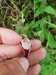 Aristolochia nelsonii