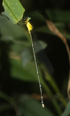 Platycnemididae