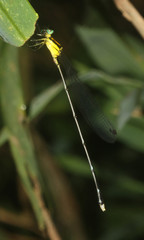 Platycnemididae