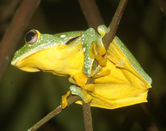 Rhacophorus kio
