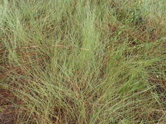 Schizachyrium tenerum