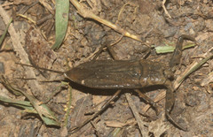 Nepidae