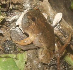 Occidozyga martensii