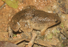 Occidozyga martensii