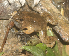 Occidozyga martensii