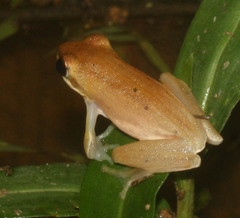 Chirixalus doriae