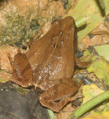 Dark Sided Chorus Frog photo 3