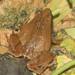 Dark-sided Chorus Frog - Photo no rights reserved, uploaded by Scott Loarie