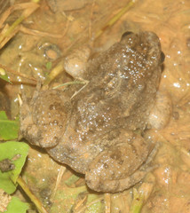 Occidozyga martensii