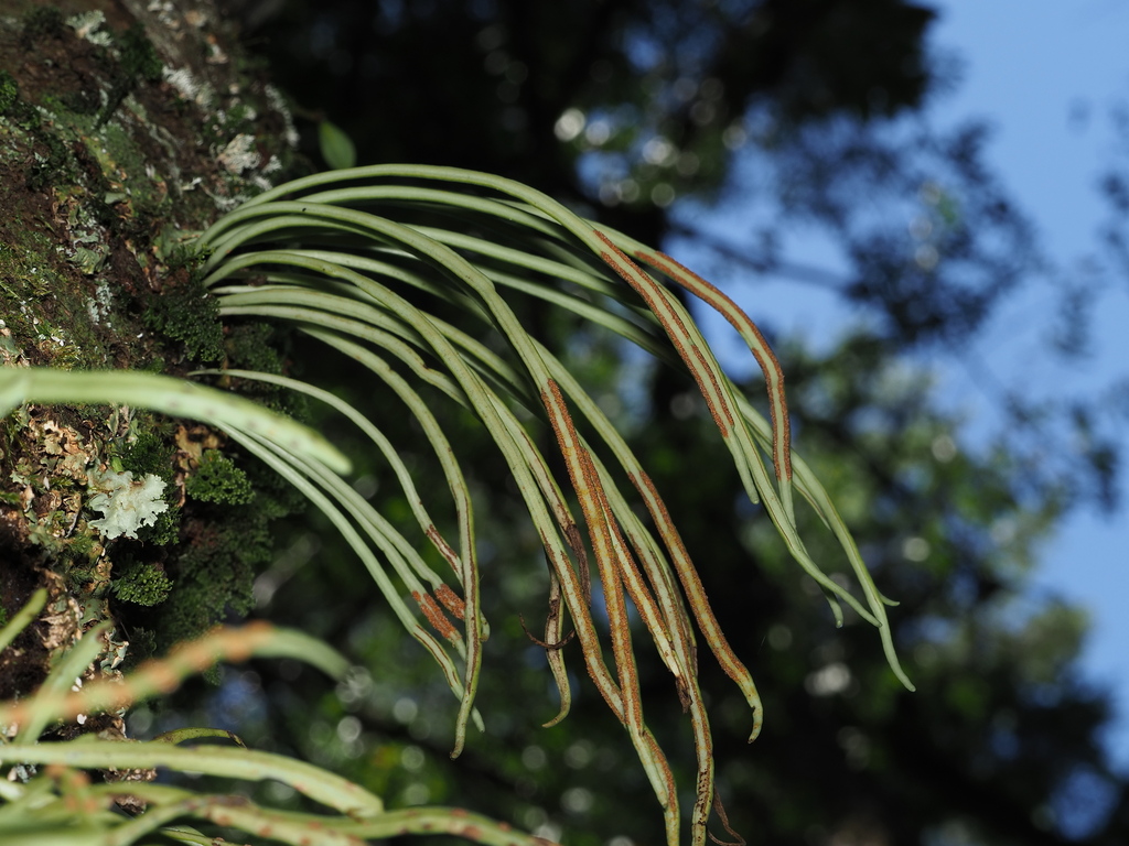 Lepisorus miyoshianus