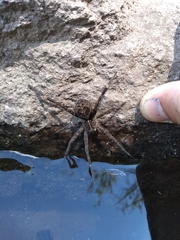 Dolomedes gertschi
