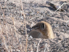 Cynictis penicillata