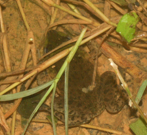 Hoplobatrachus chinensis