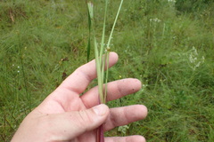 Xyris scabrifolia